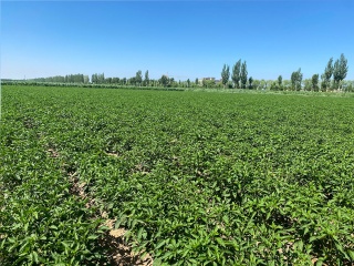 chili base