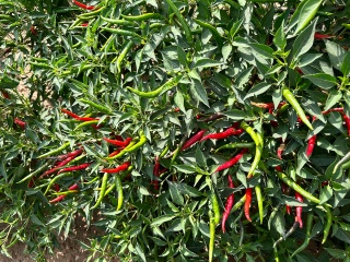 chili base